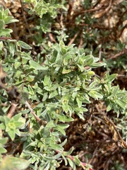 Camissoniopsis cheiranthifolia