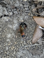 Sphex dorsalis