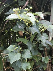 Ampelopsis glandulosa hancei