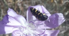 Acmaeodera macra