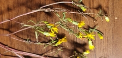 Pectis papposa