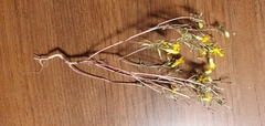 Pectis papposa
