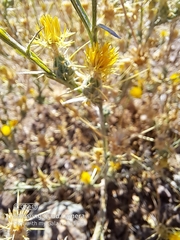 Centaurea solstitialis