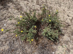 Camissoniopsis cheiranthifolia