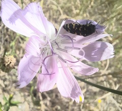 Acmaeodera macra