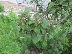 Crataegus maximowiczii