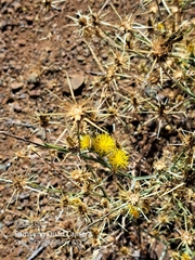 Centaurea solstitialis