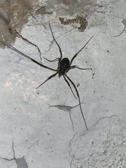 Opilio saxatilis