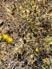 Centaurea solstitialis