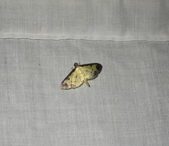 Eulepte