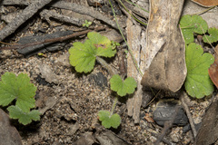 Hydrocotyle laxiflora