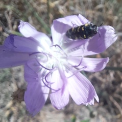 Acmaeodera macra