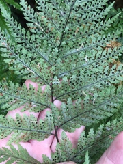 Thylacosceles acridomima