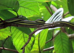 Dendrelaphis caudolineatus