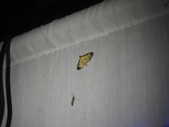Eulepte