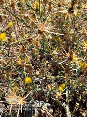 Centaurea solstitialis