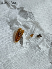 Helcystogramma hibisci