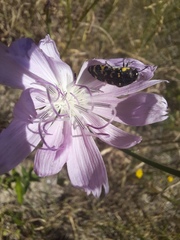 Acmaeodera macra