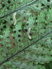 Thylacosceles acridomima