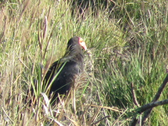 Cathartes burrovianus