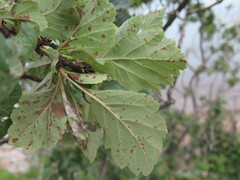 Crataegus maximowiczii