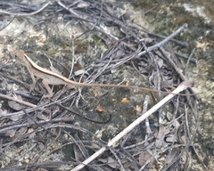 Anolis rodriguezii