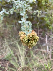 Lespedeza hirta