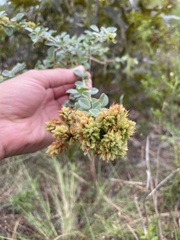 Lespedeza hirta