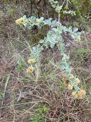 Lespedeza hirta