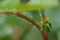 Macrosiphum rosae