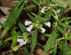 Leucas lavandulifolia