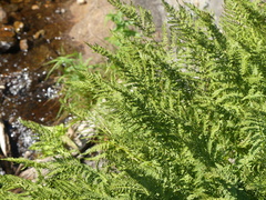 Athyrium americanum