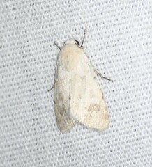 Leucocnemis perfundis