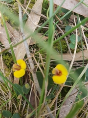 Bossiaea prostrata