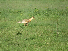 Theristicus caudatus