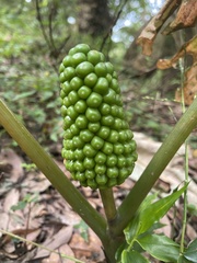 Arisaema ringens