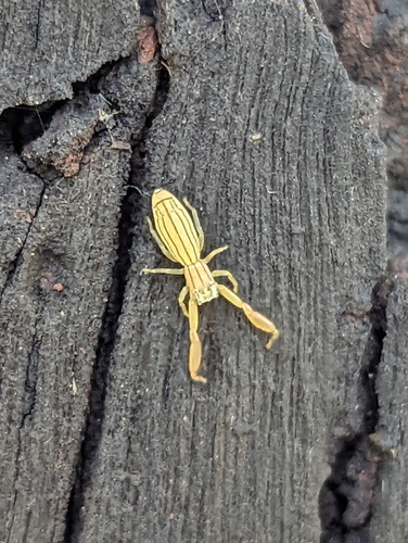Copocrossa tenuilineata