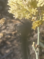 Anthophora urbana