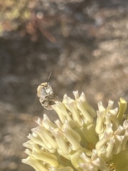 Anthophora urbana