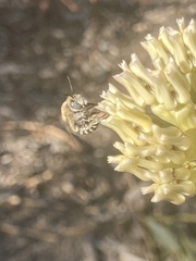 Anthophora urbana