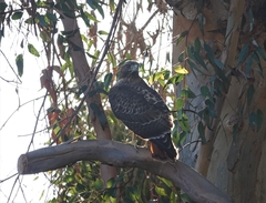 Buteo jamaicensis calurus