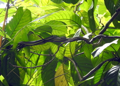 Dendrelaphis caudolineatus