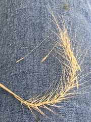 Elymus villosus