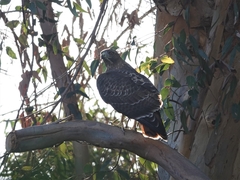 Buteo jamaicensis calurus