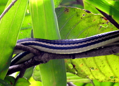 Dendrelaphis caudolineatus