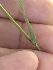 Elymus villosus