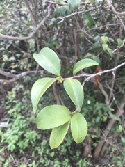 Camellia oleifera