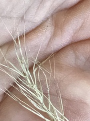 Elymus villosus
