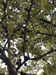 Sideroxylon lanuginosum