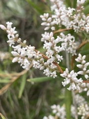 Leucopogon australis